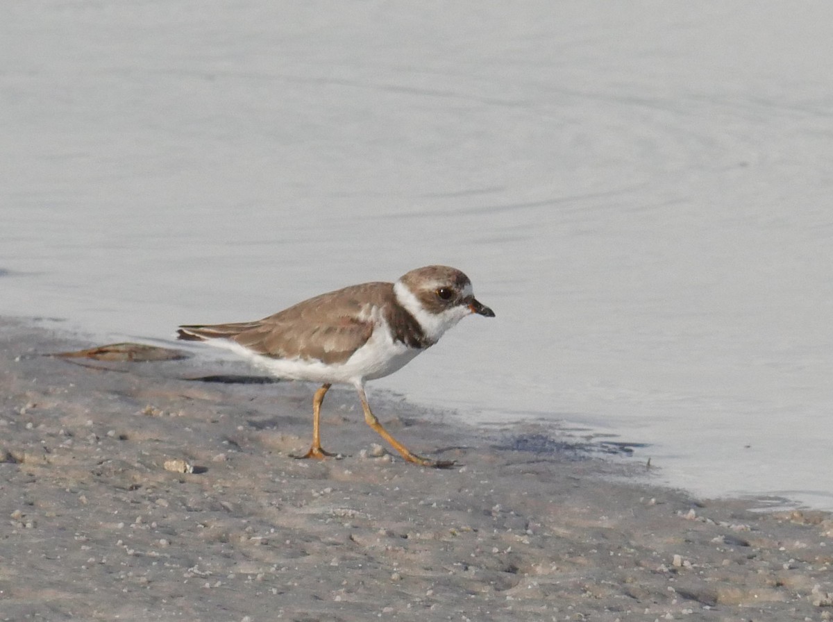 Semipalmated Plover - ML621529346