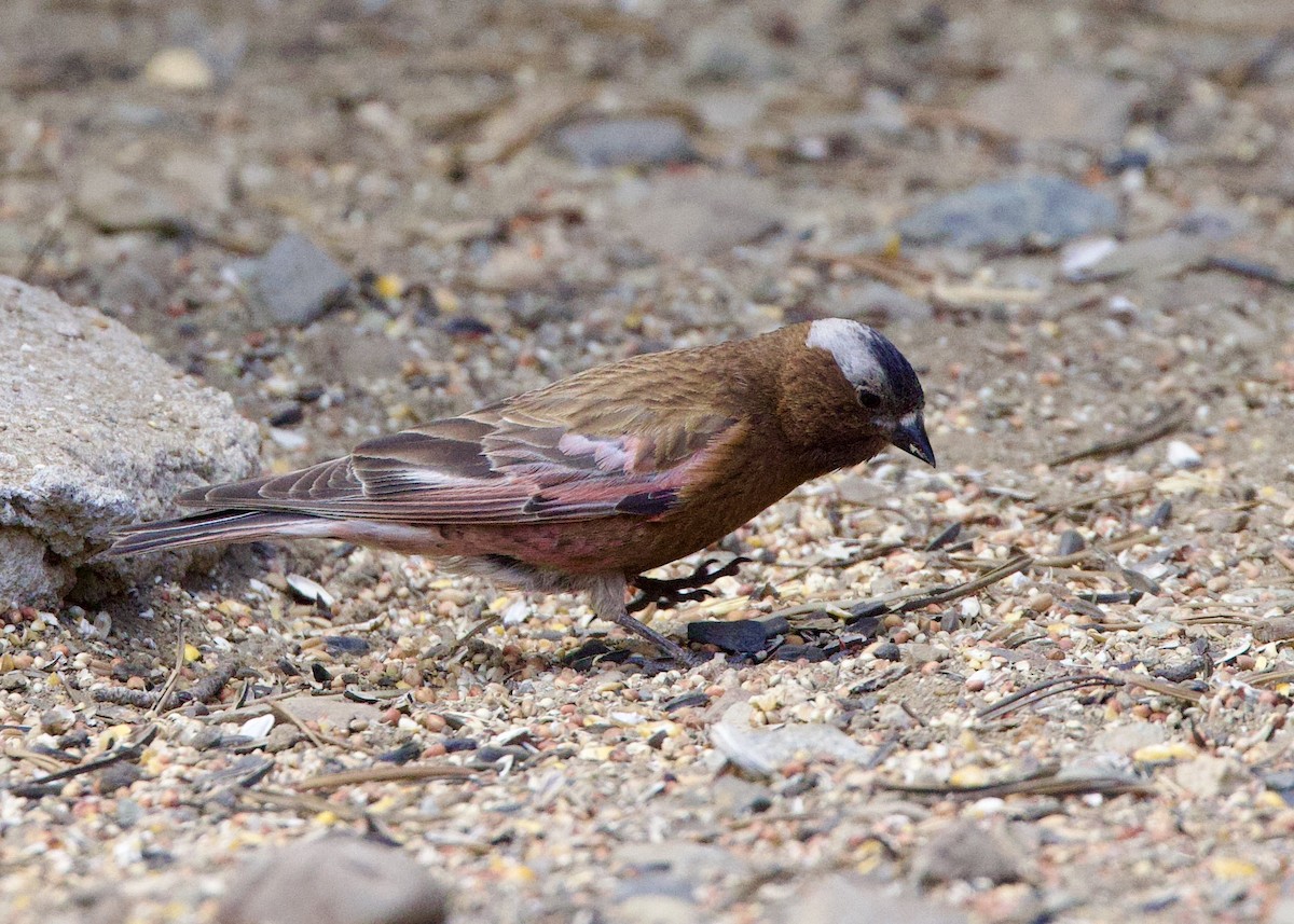 Gray-crowned Rosy-Finch - ML621529351
