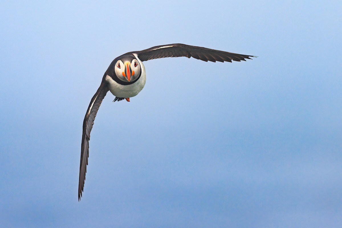 Atlantic Puffin - ML621529367