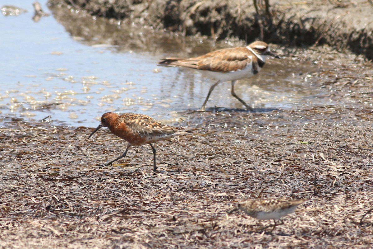 Curlew Sandpiper - ML621529382