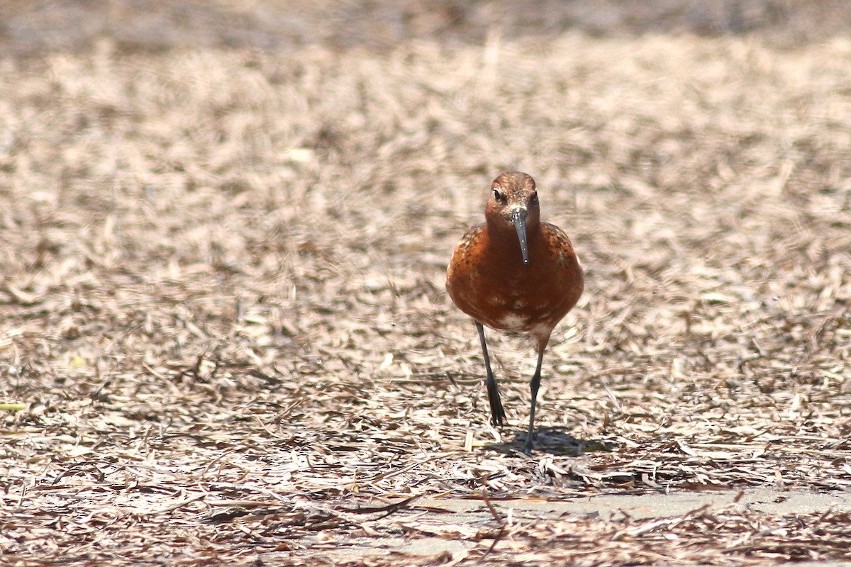 Curlew Sandpiper - ML621529386