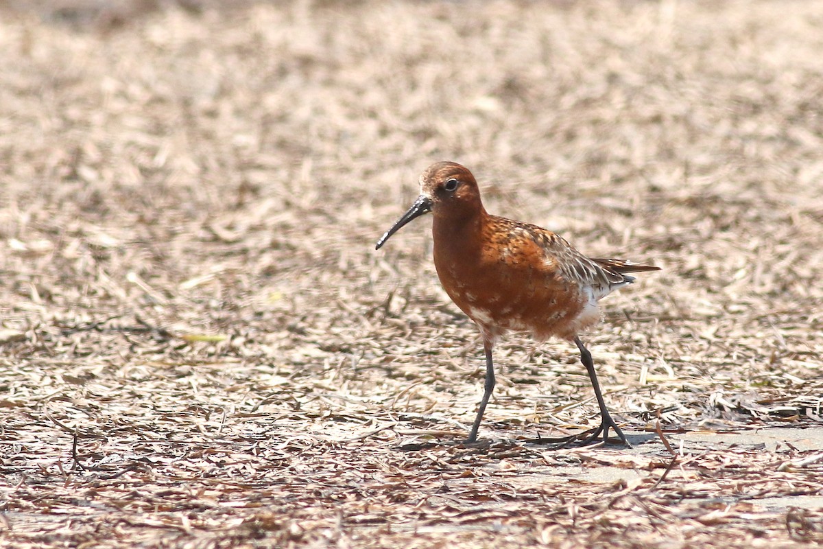 Curlew Sandpiper - ML621529390