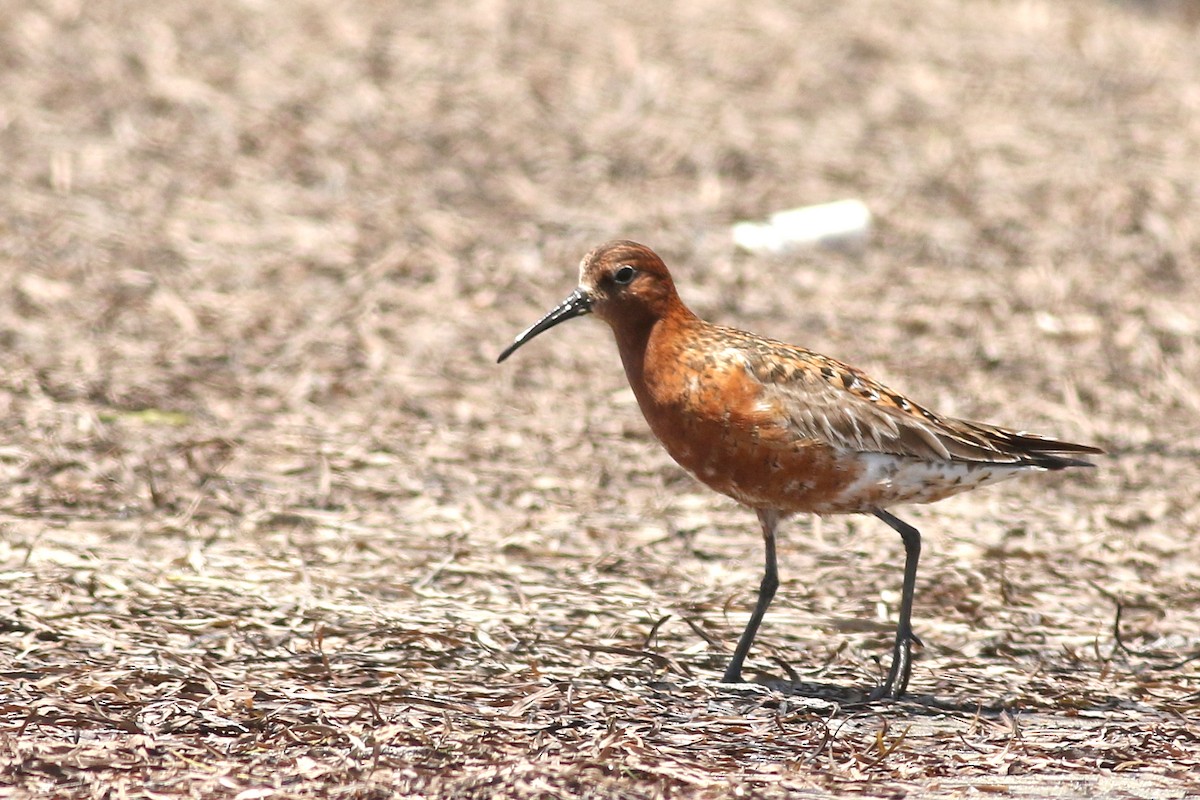 Curlew Sandpiper - ML621529396