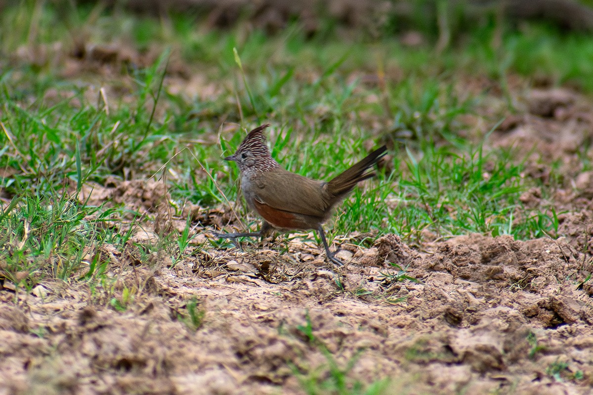 Gallito Copetón - ML621529411