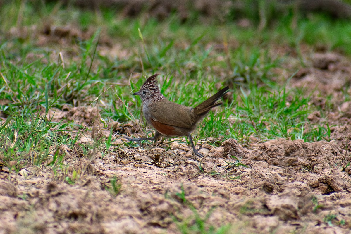 Crested Gallito - ML621529411