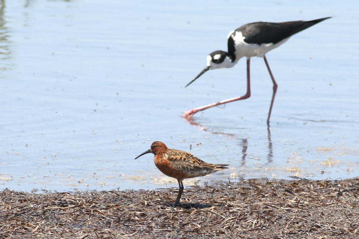 Curlew Sandpiper - ML621529415