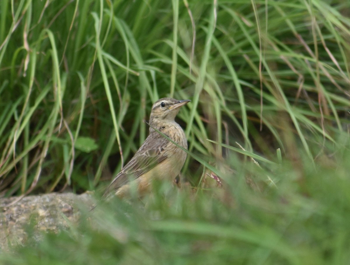 Long-billed Pipit - ML621529450