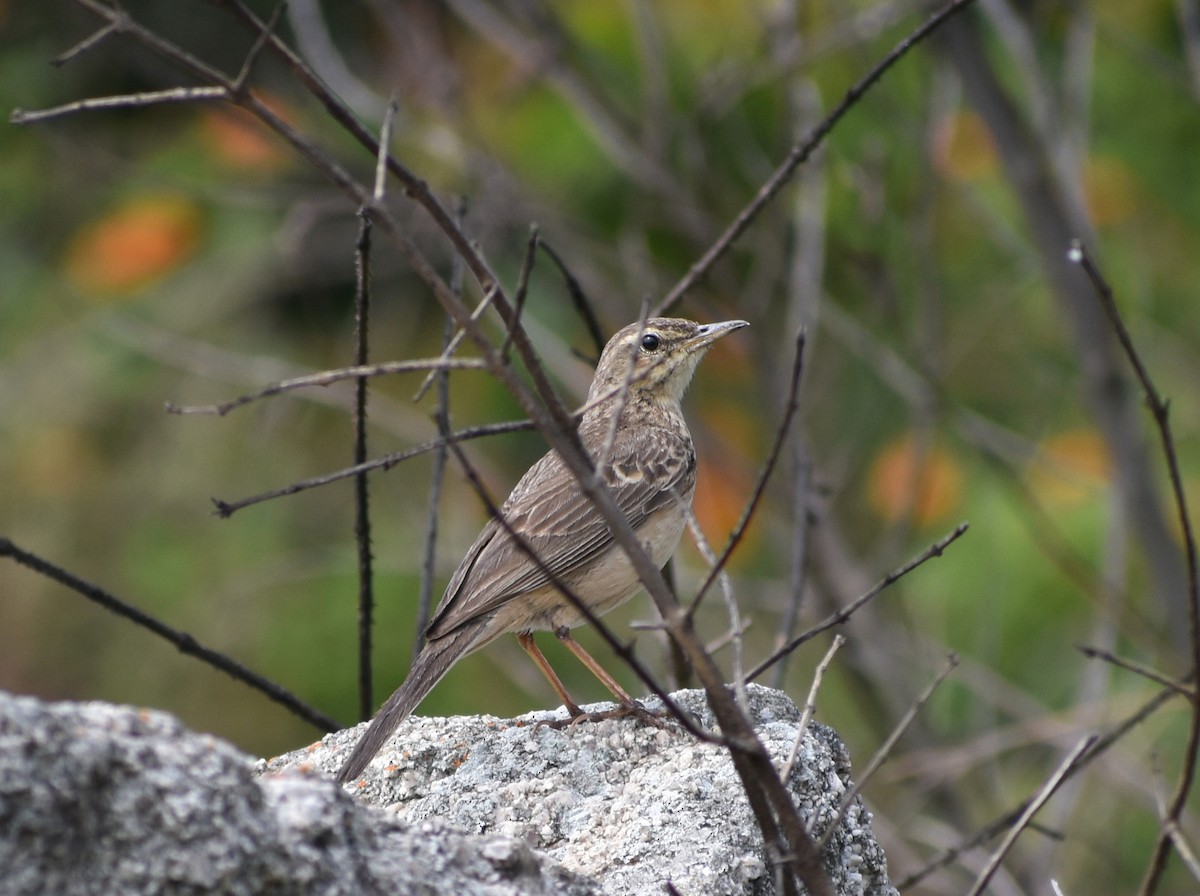 Long-billed Pipit - ML621529452