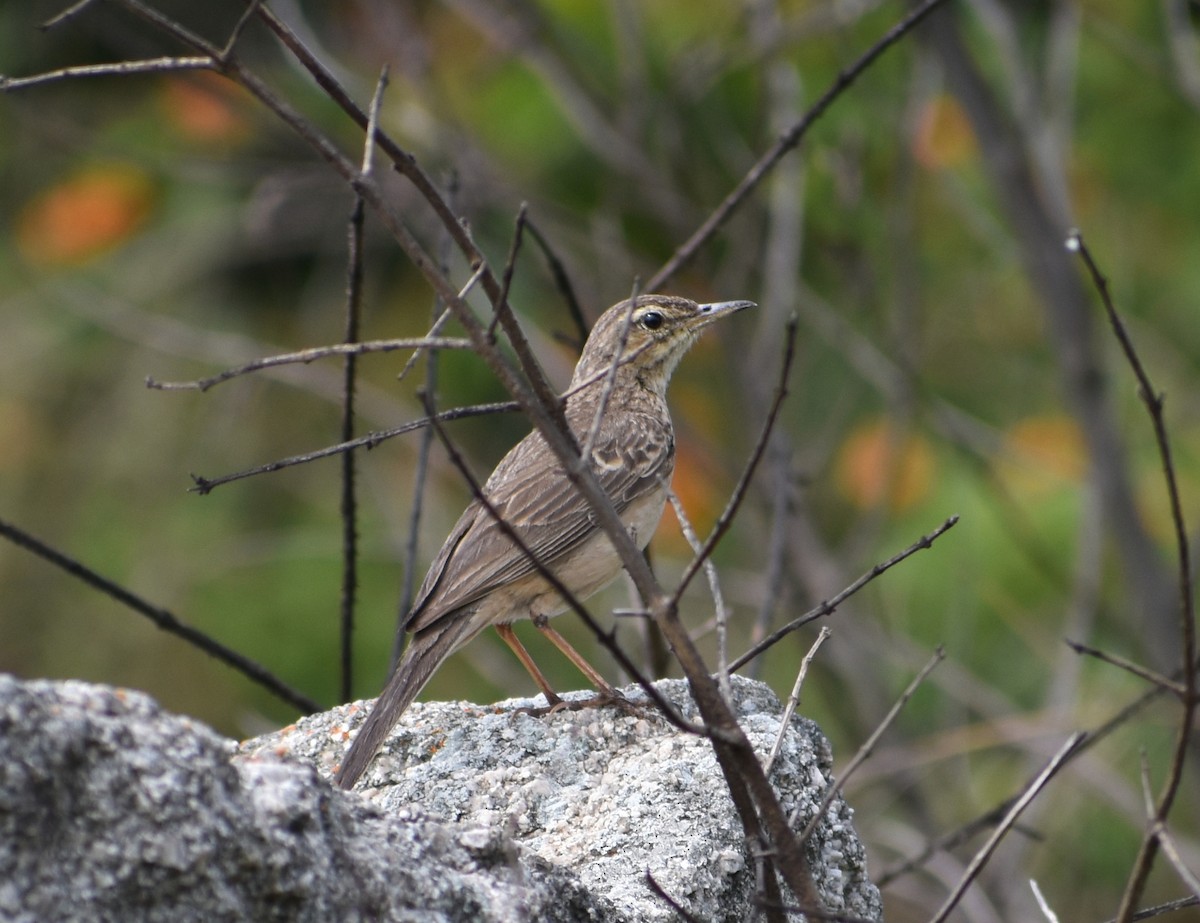 Long-billed Pipit - ML621529455