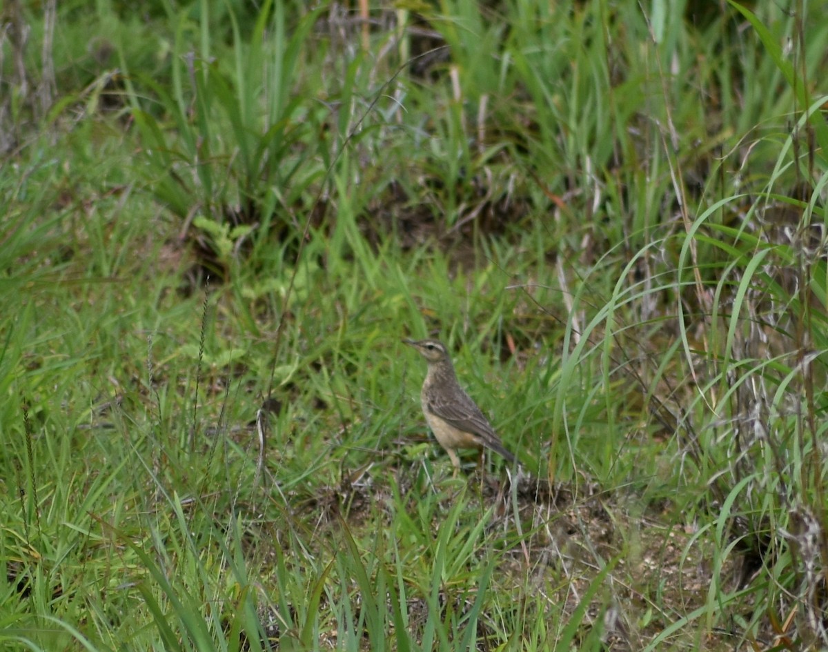 Long-billed Pipit - ML621529456