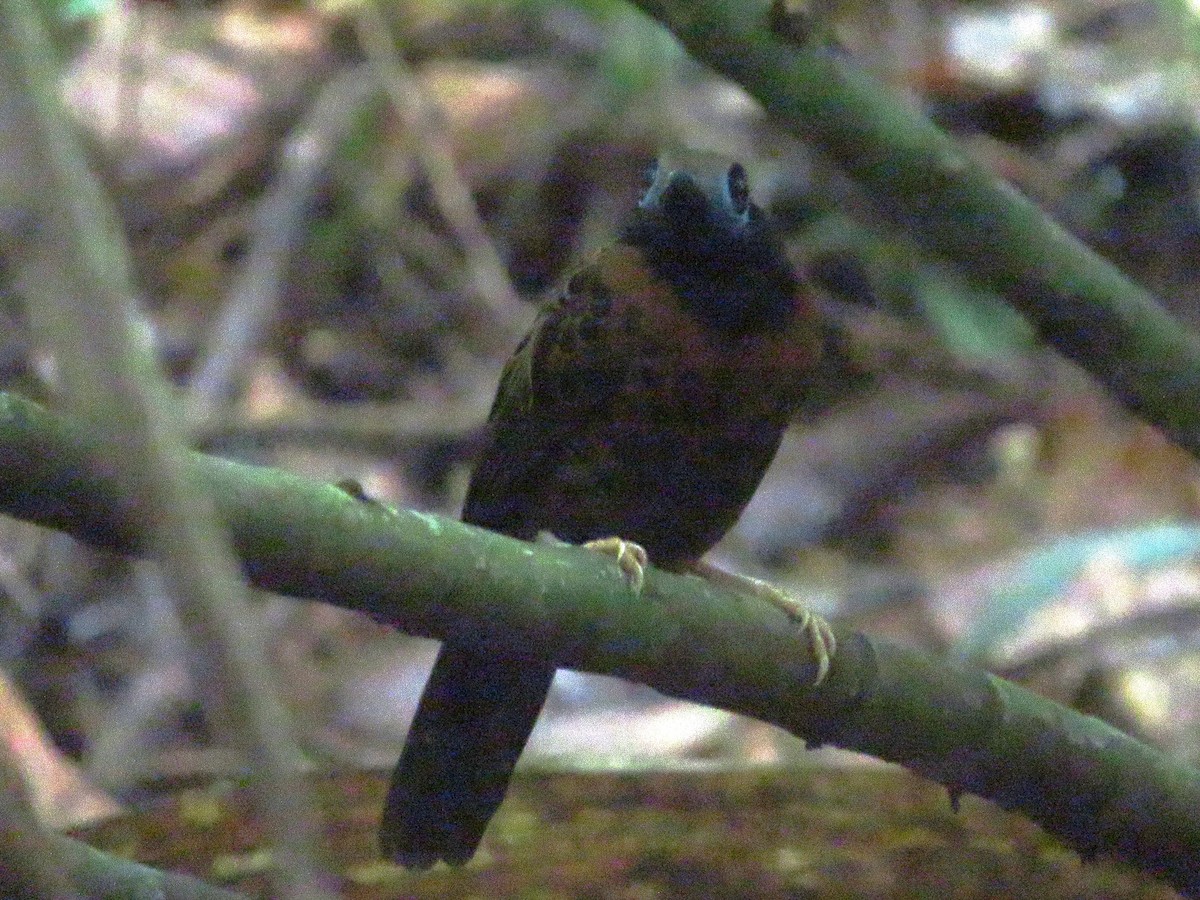 Ocellated Antbird - Allan Burrage