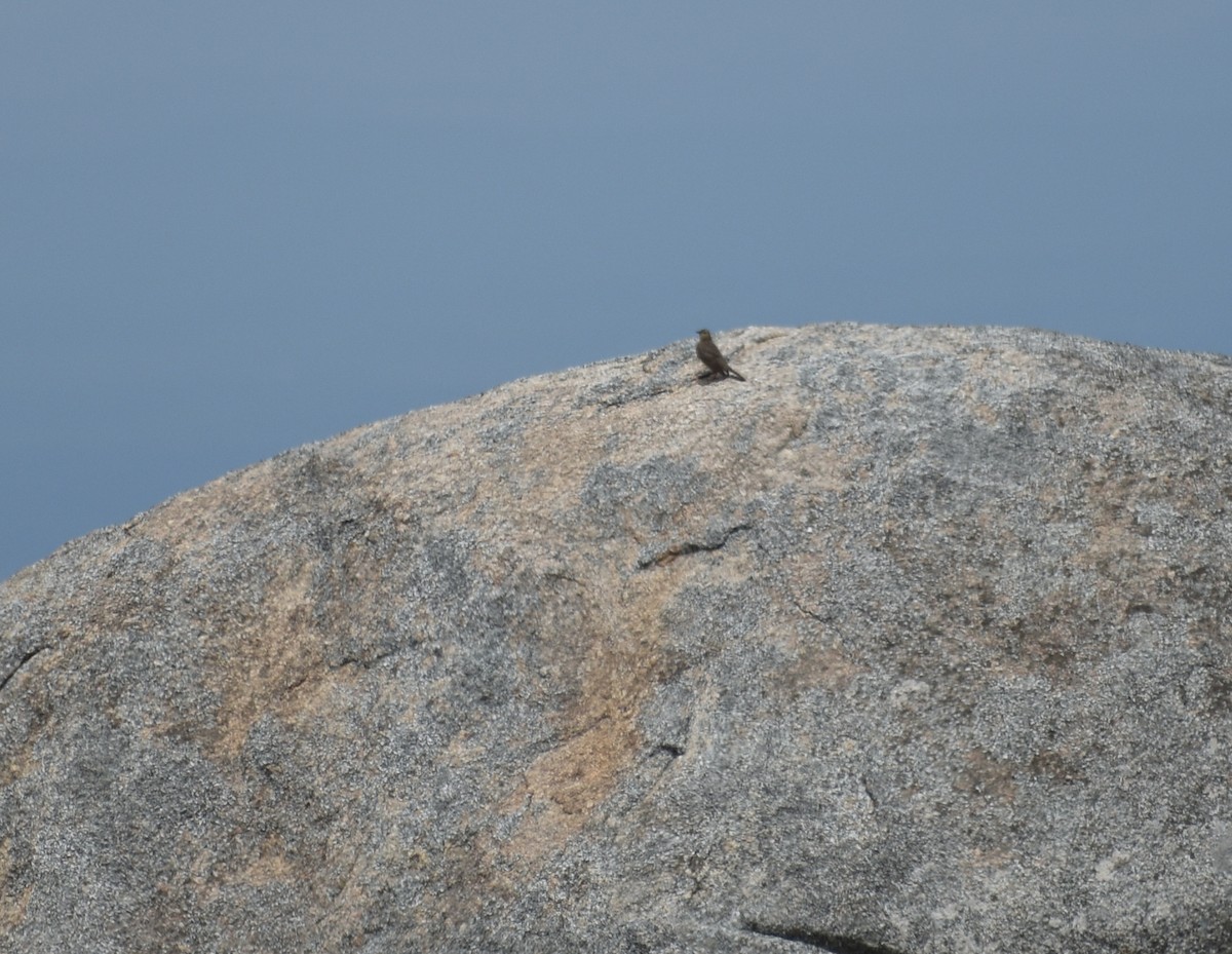 Long-billed Pipit - Shwetha Bharathi