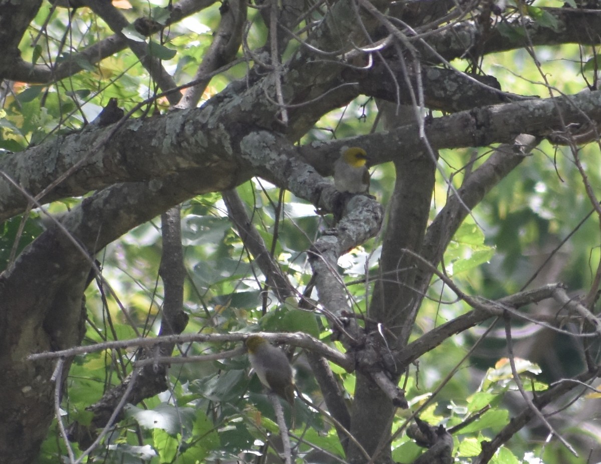 Yellow-throated Bulbul - ML621529627