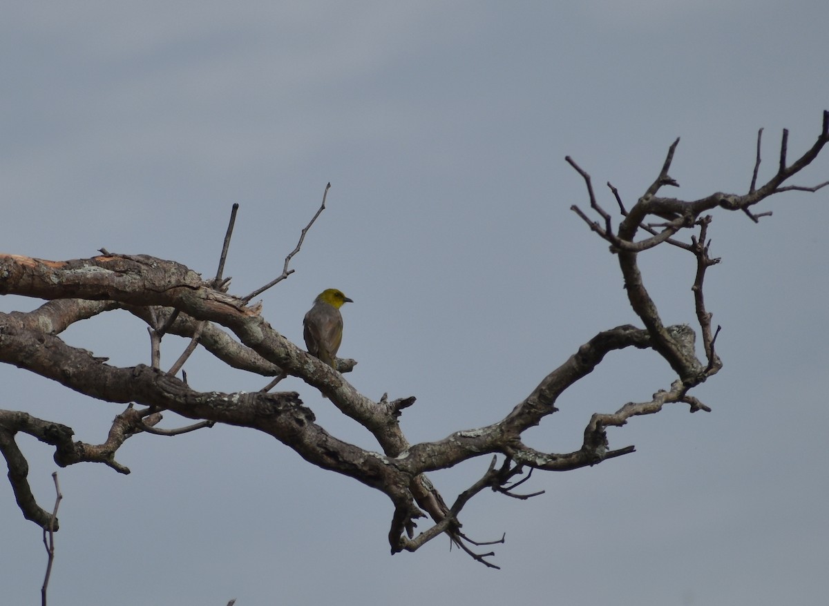 Yellow-throated Bulbul - ML621529628