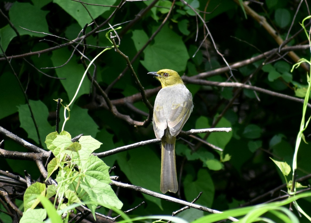 Yellow-throated Bulbul - ML621529629