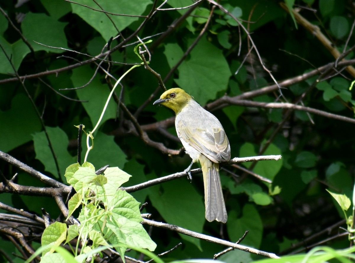 Yellow-throated Bulbul - ML621529632