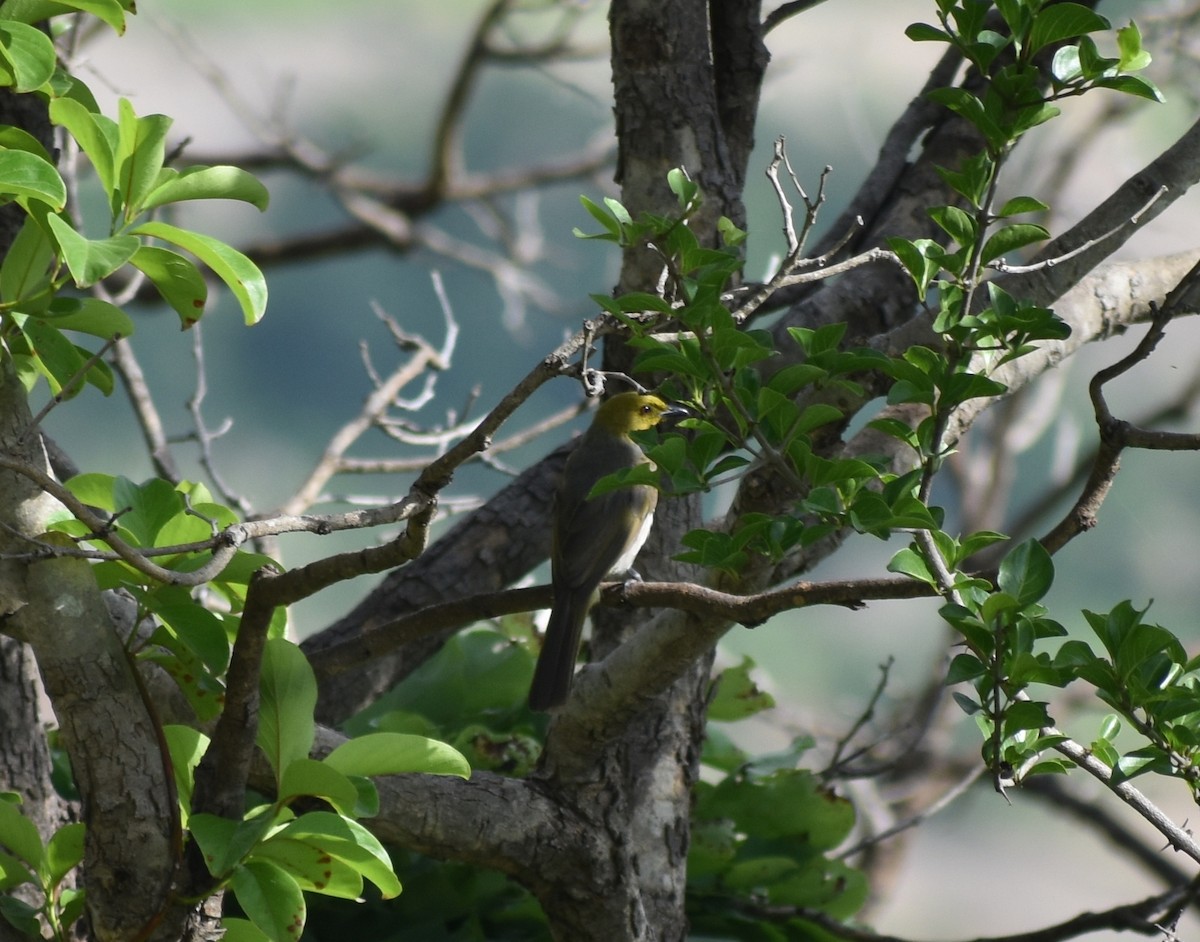 Yellow-throated Bulbul - ML621529633