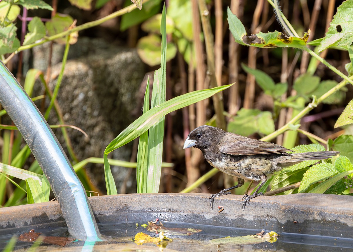 Yellow-bellied Seedeater - ML621529660