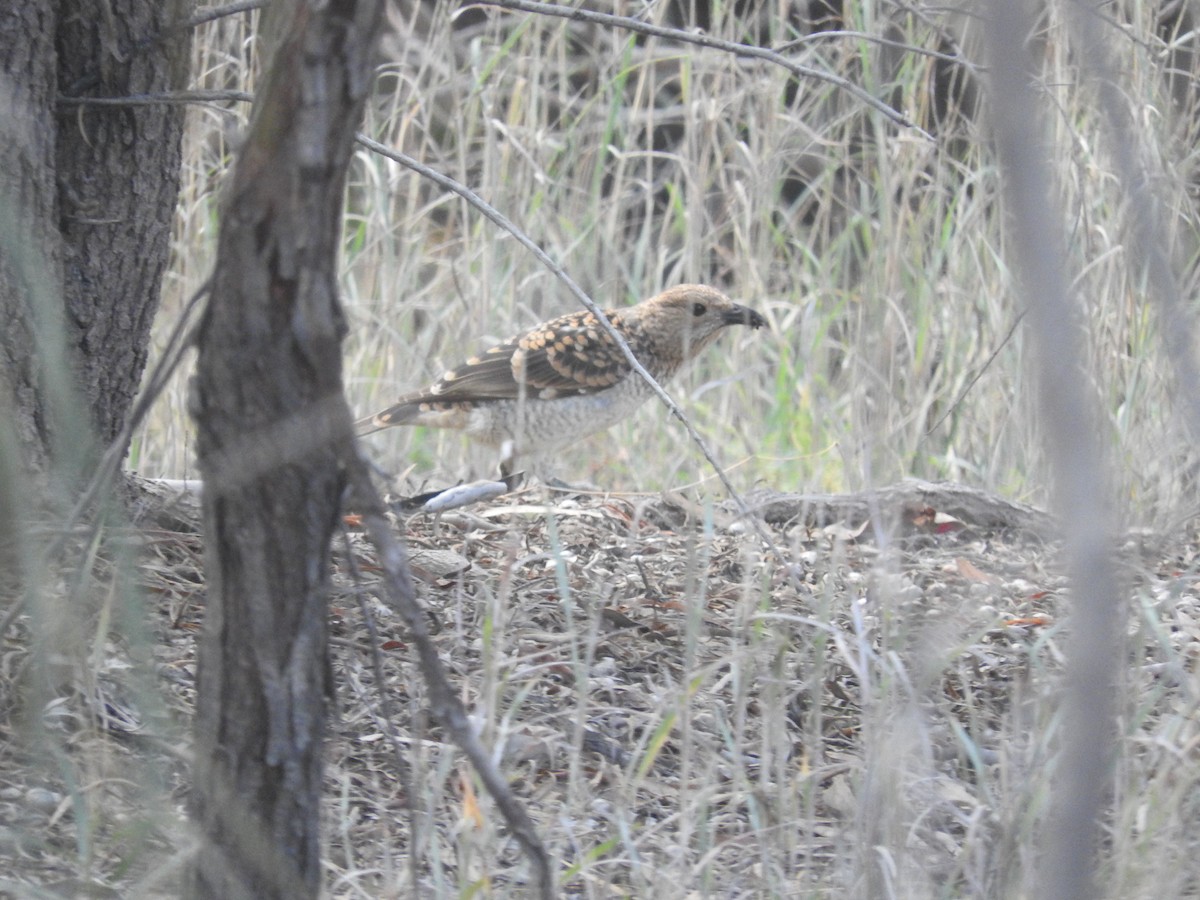 Spotted Bowerbird - ML621529699