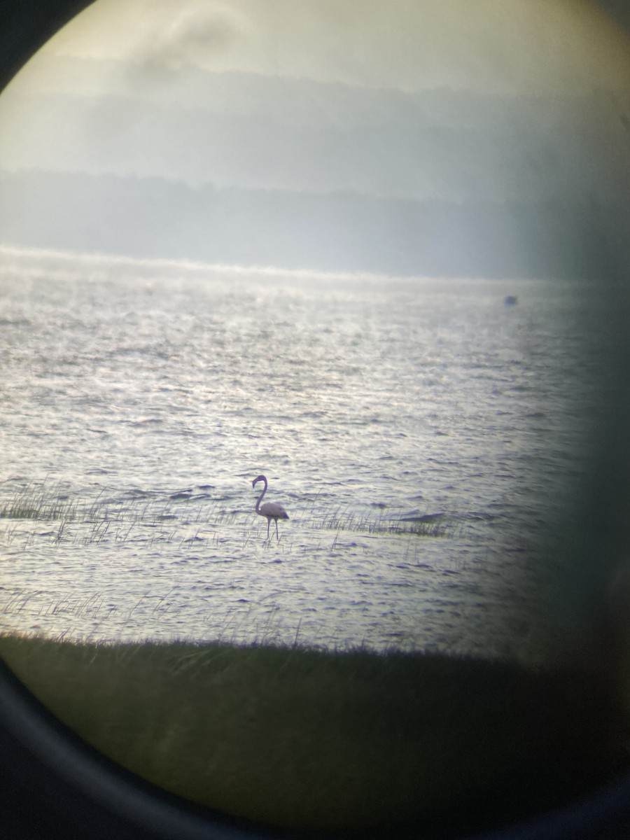 eBird Checklist 15 Jul 2024 400A Center St, Yarmouth Port USMA 41.