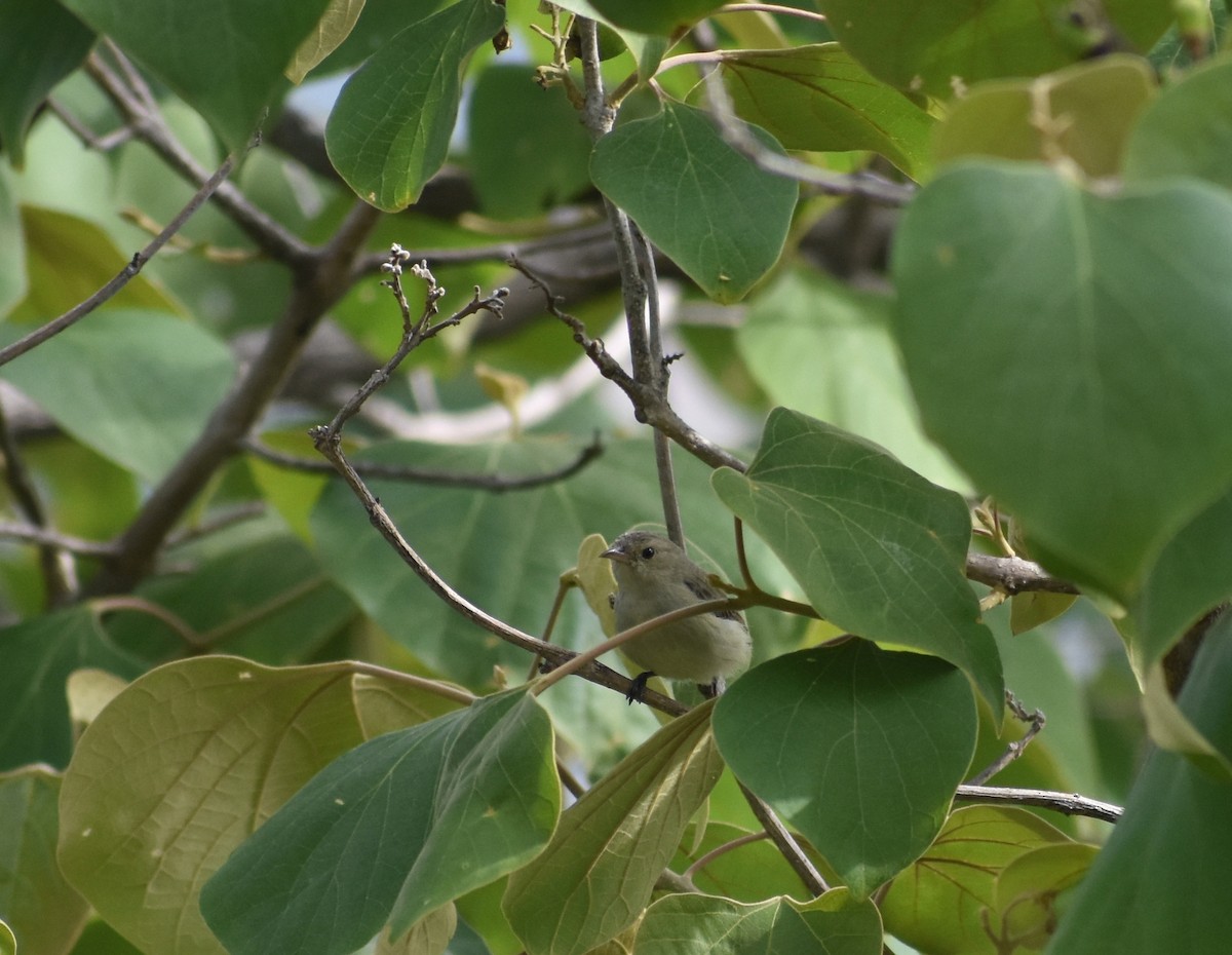 Pale-billed Flowerpecker - ML621529777