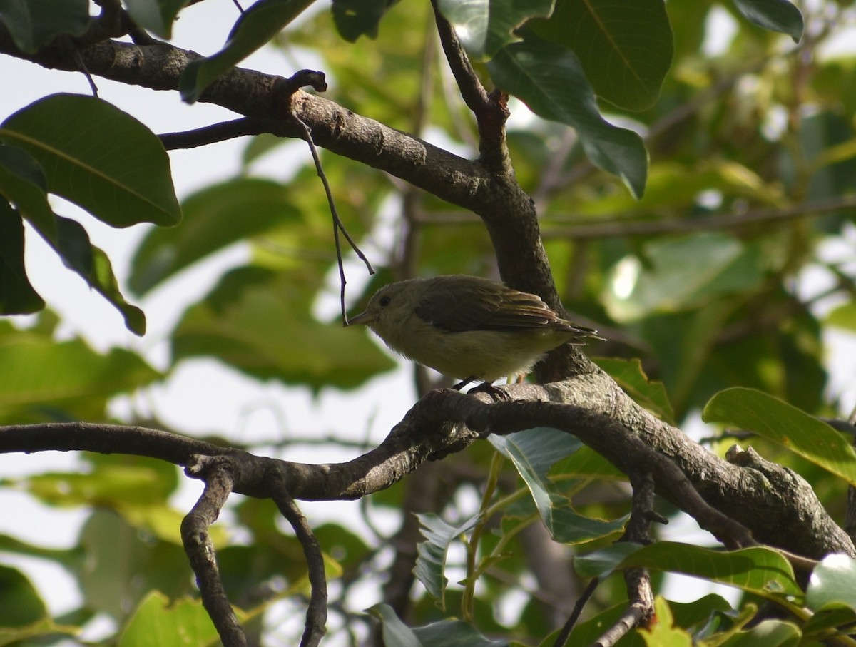 Pale-billed Flowerpecker - ML621529779