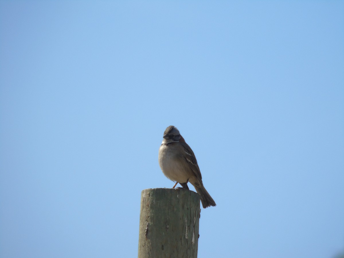 Rufous-collared Sparrow - ML621529789