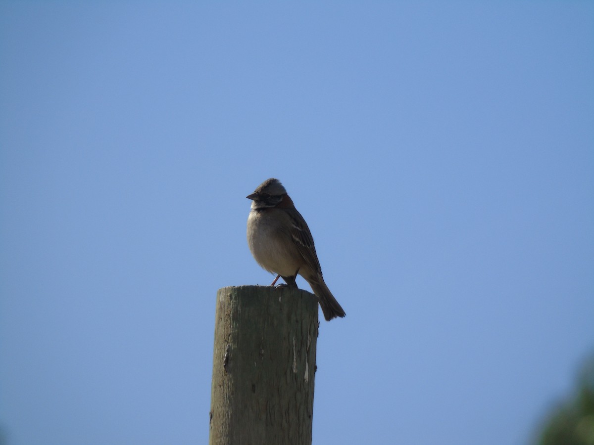 Rufous-collared Sparrow - ML621529790