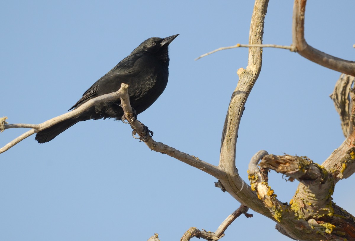 Austral Blackbird - ML621529791