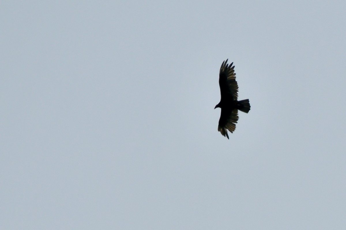 Turkey Vulture - Louise Daley