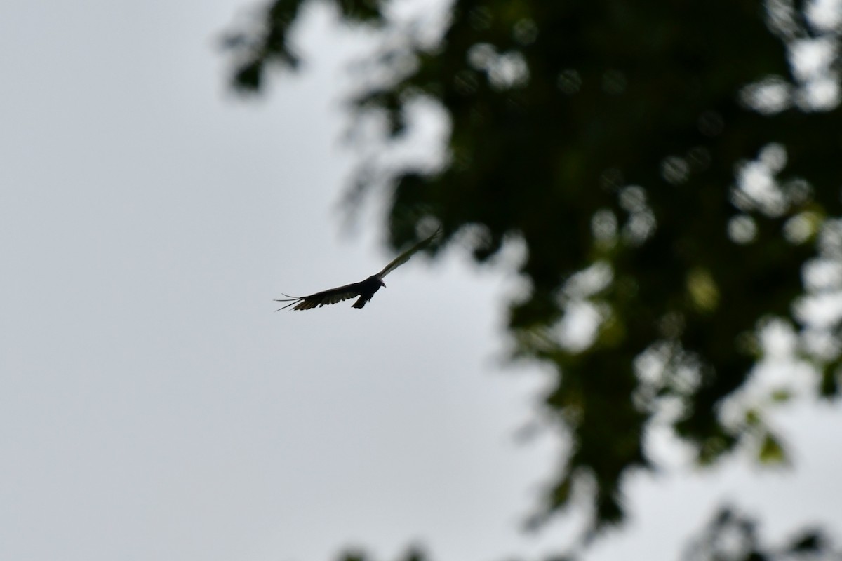 Turkey Vulture - ML621529795