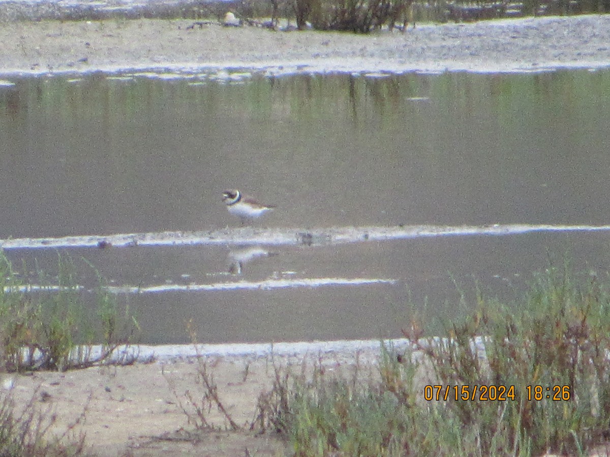 Semipalmated Plover - ML621529800