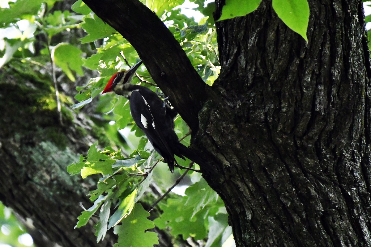 Pileated Woodpecker - ML621529836
