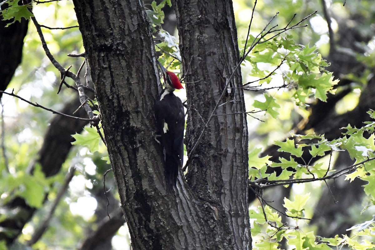 Pileated Woodpecker - ML621529837