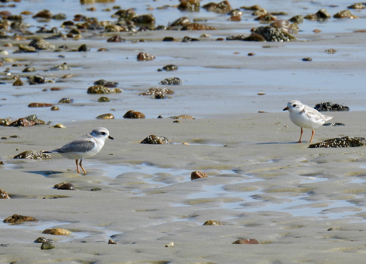 Piping Plover - ML621529843