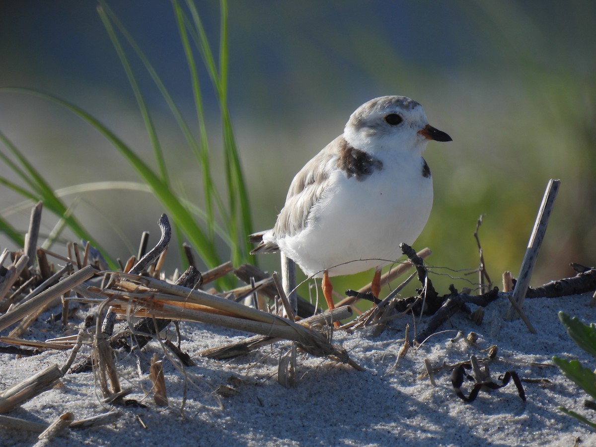 Piping Plover - ML621529856