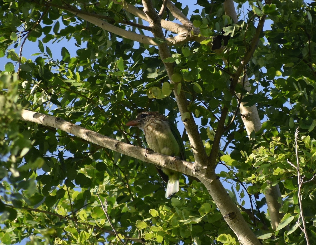 White-cheeked Barbet - ML621529894