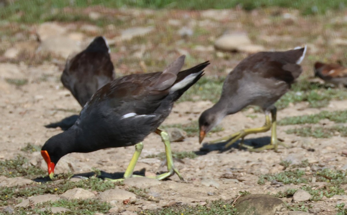 Common Gallinule - ML621529915