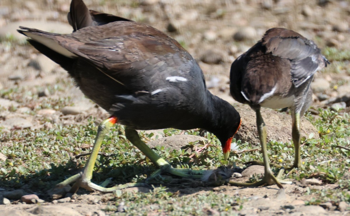 Common Gallinule - ML621529916