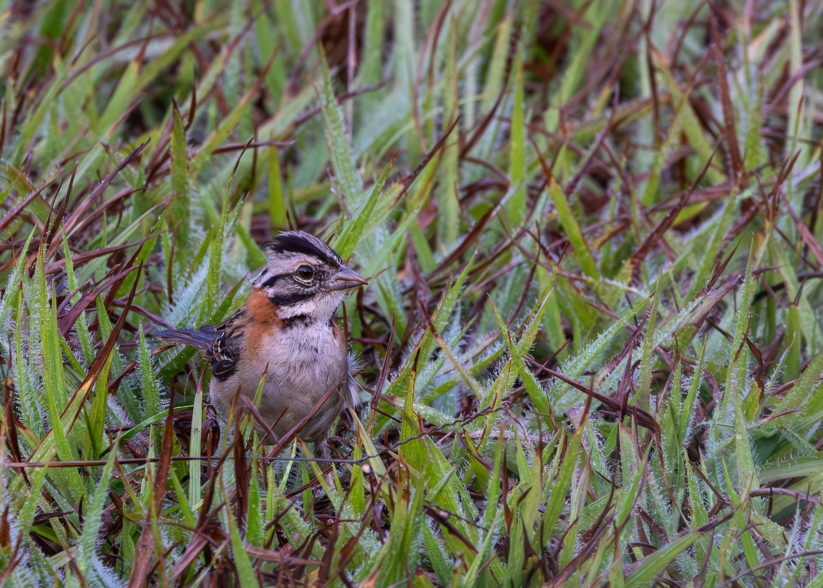 Rufous-collared Sparrow - ML621529936
