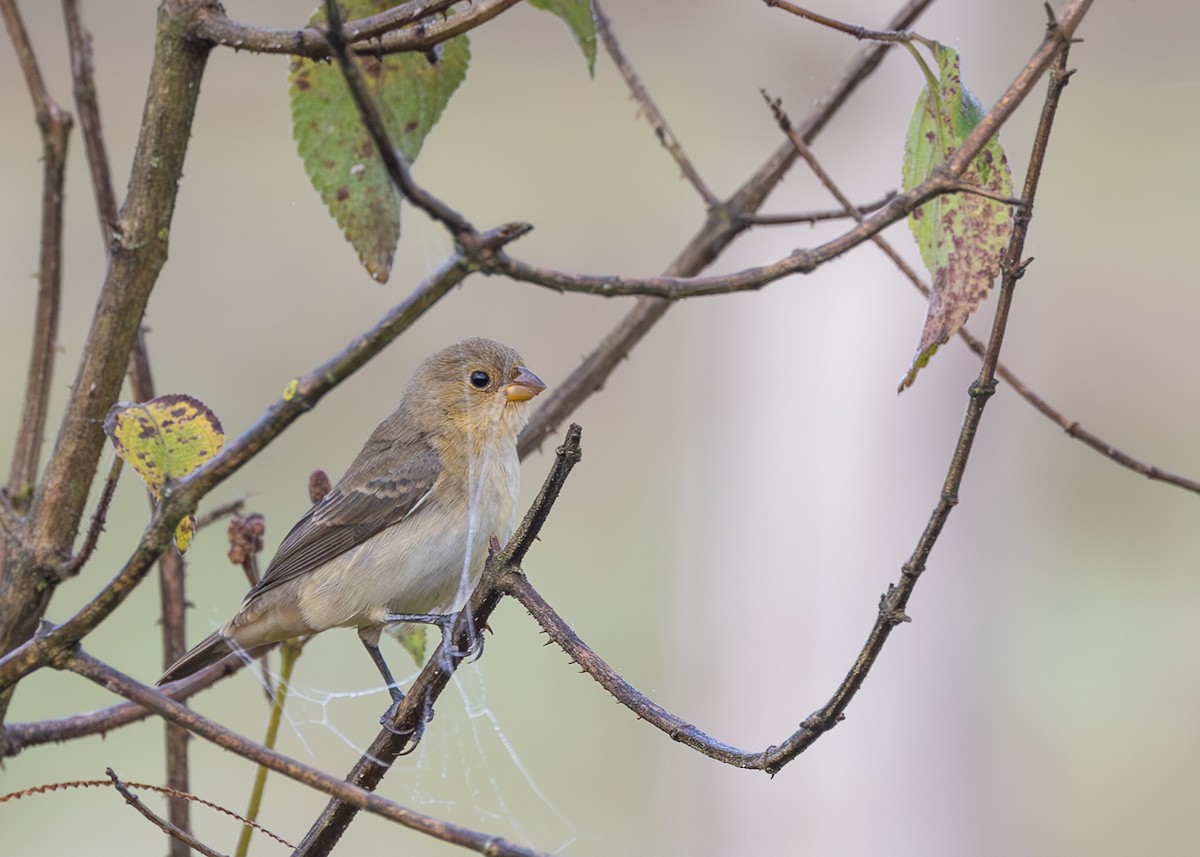 Yellow-bellied Seedeater - ML621529941