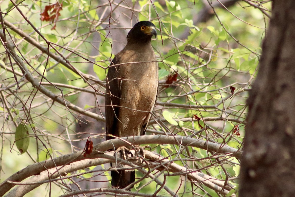 Crested Serpent-Eagle - ML621529949