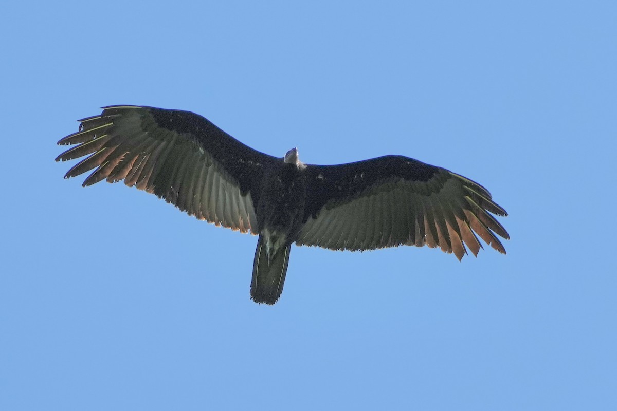 Greater Yellow-headed Vulture - ML621529953