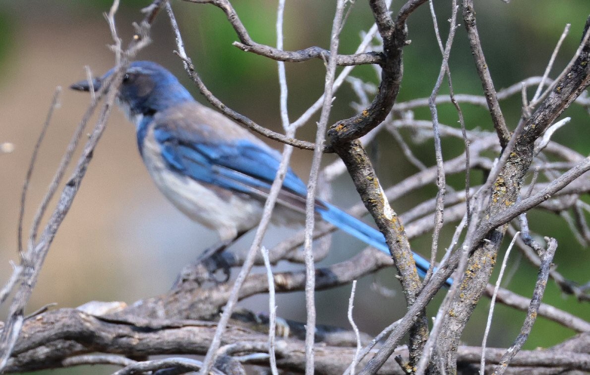 California Scrub-Jay - ML621529967