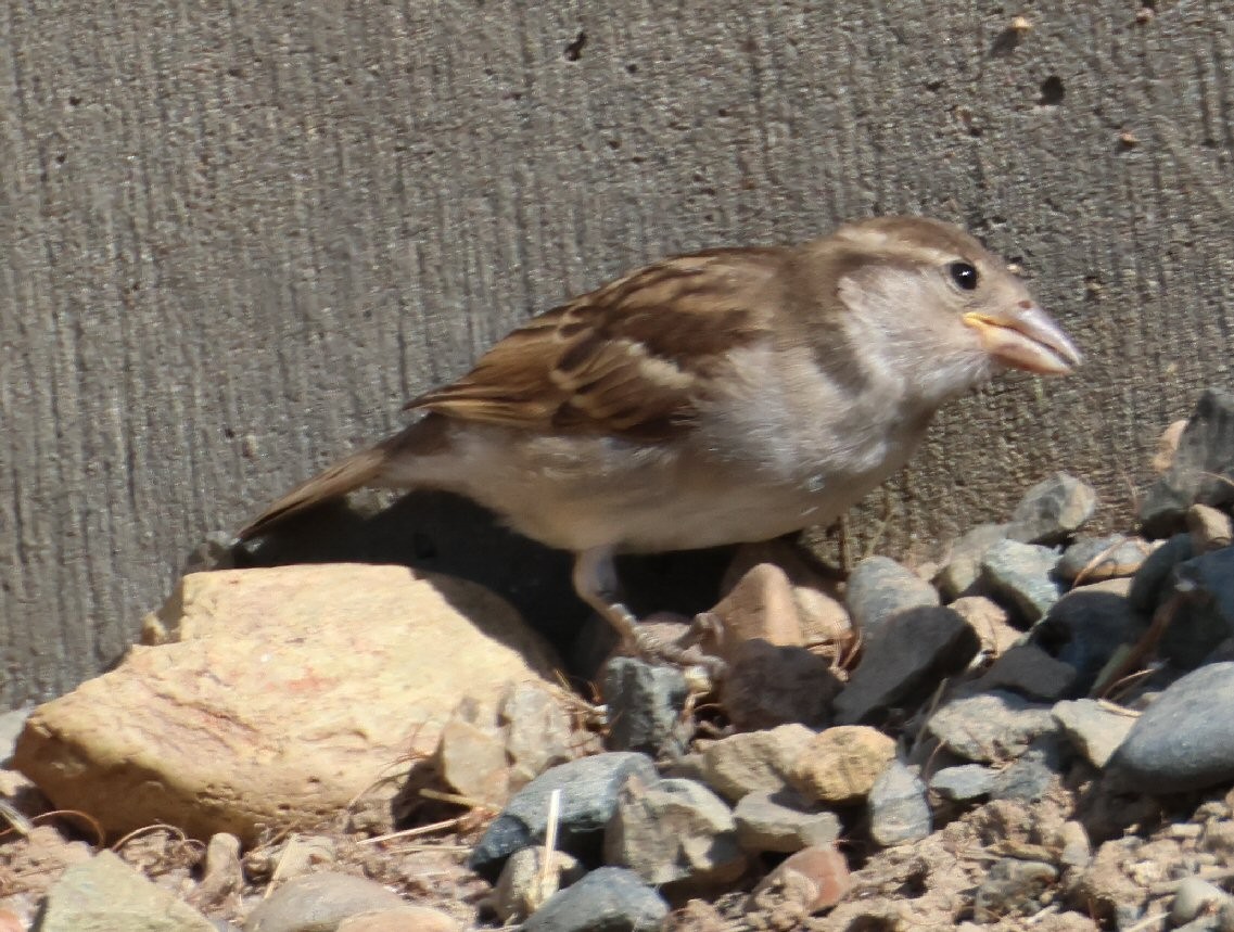 House Sparrow - ML621529977