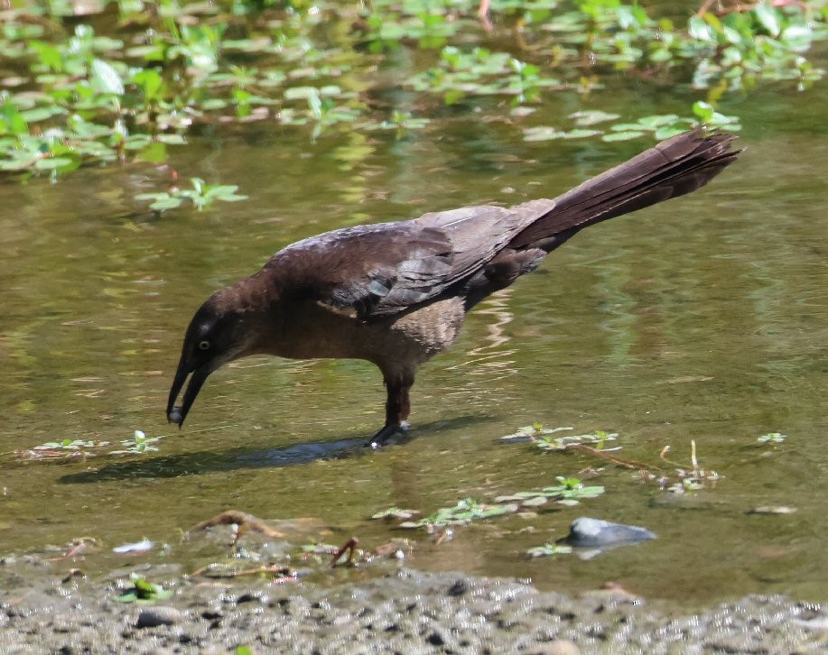 Great-tailed Grackle - ML621530023