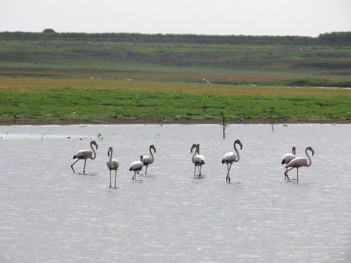 Flamant rose - ML621530058