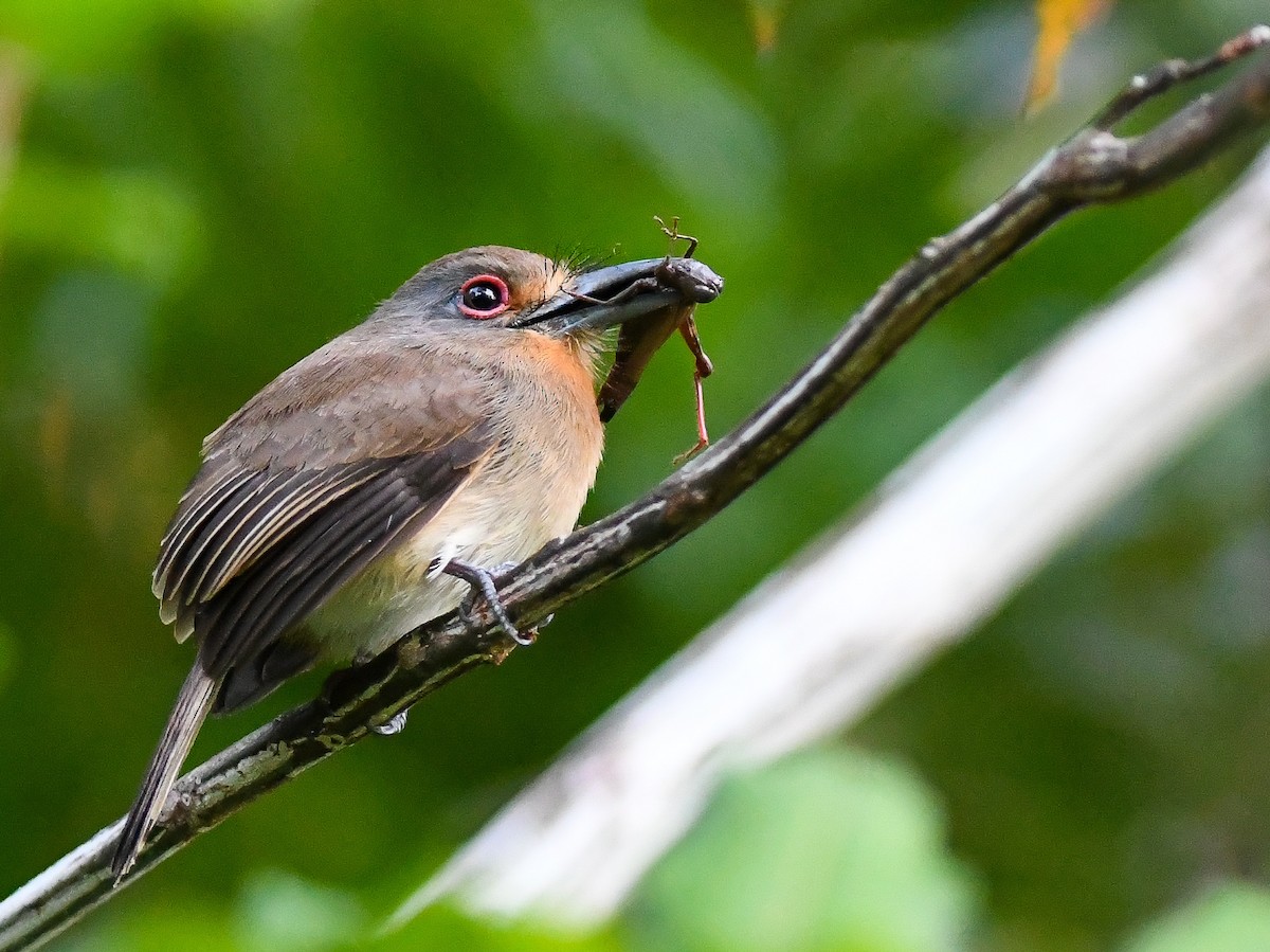 Fulvous-chinned Nunlet - ML621530242