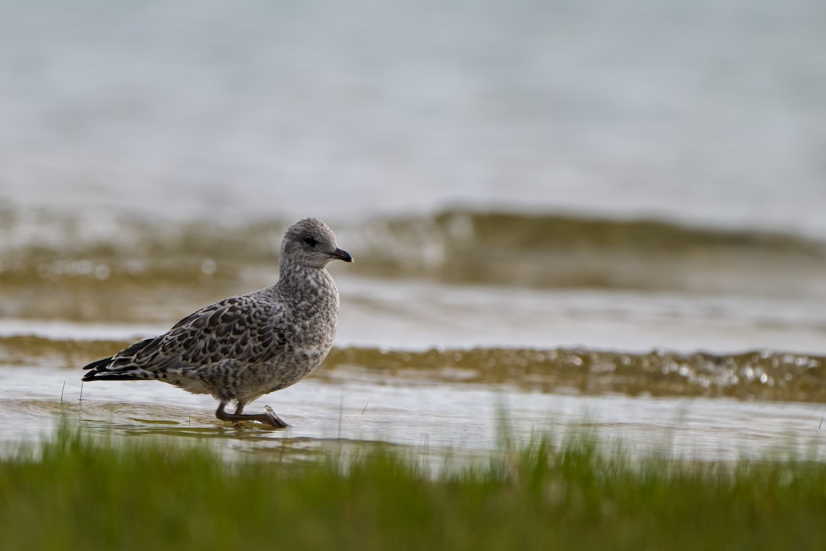 Ring-billed Gull - ML621530380