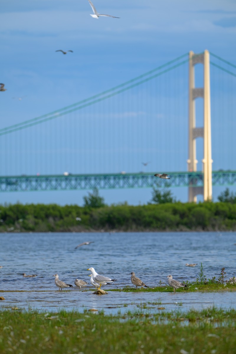 Ring-billed Gull - ML621530383